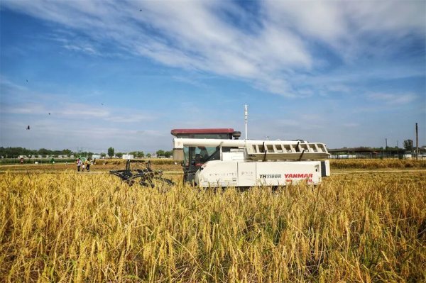 富邦配资 晚稻开镰好“丰”景